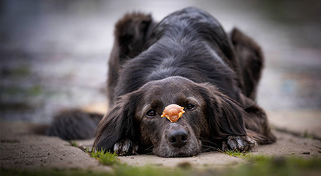 Billige og lækre Chrisco hundegodbidder og hundesnacks